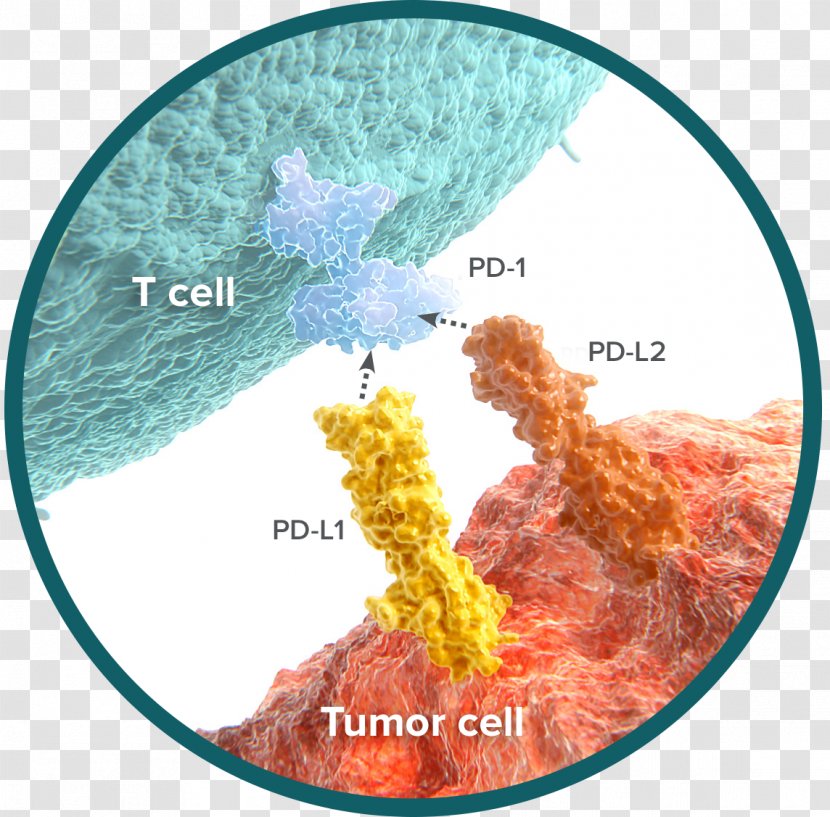 Programmed Cell Death Protein 1 Immune System Natural Killer Cancer - Cytotoxic T - Carcinoma Transparent PNG