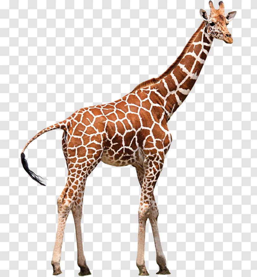 Northern Giraffe Neck Zoo Animal Transparent PNG