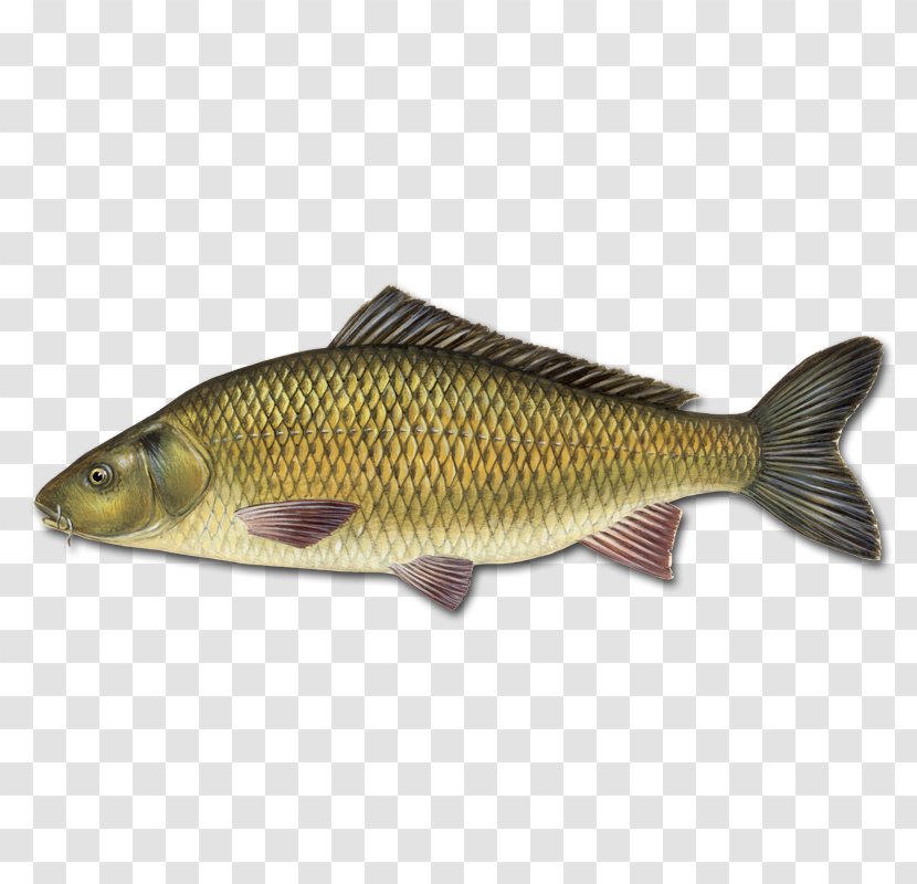 Mirror Carp Koi Goldfish Fishing - Salmon - United Kingdom Transparent PNG