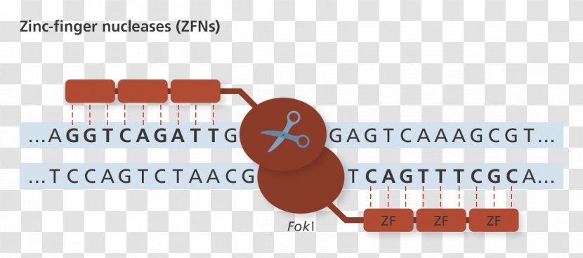Genome Editing Zinc Finger Nuclease Transparent PNG