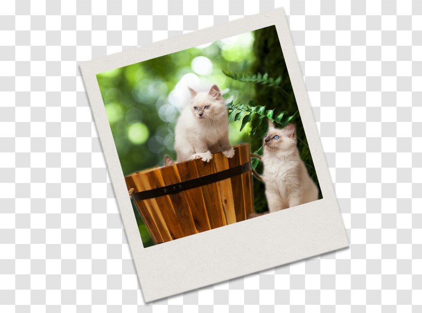 Kitten Whiskers Picture Frames Transparent PNG
