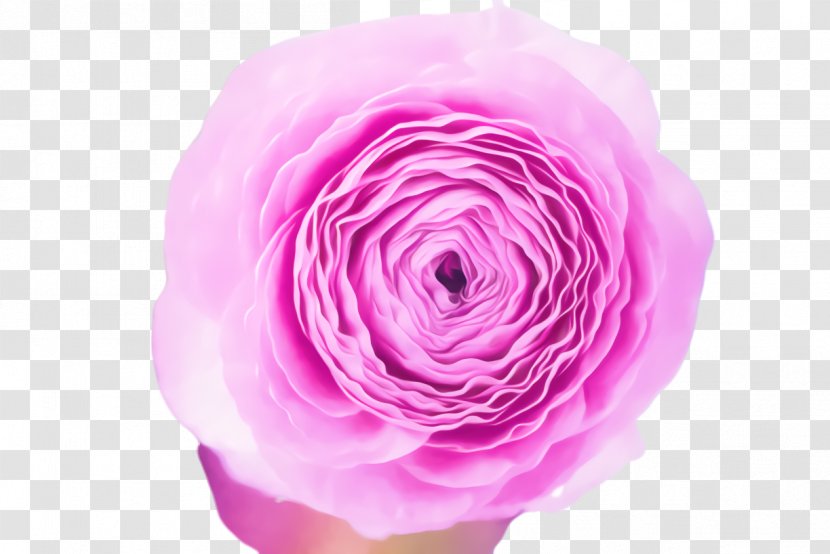 Pink Flower Cartoon - Plant - Rose Order Hybrid Tea Transparent PNG