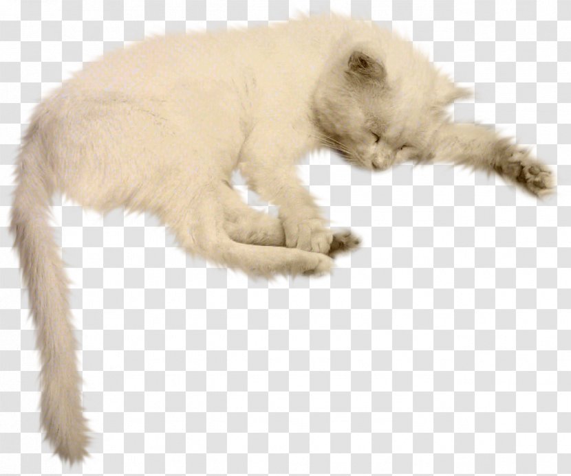 Black Cat Kitten Animal Dog - Ferret Transparent PNG