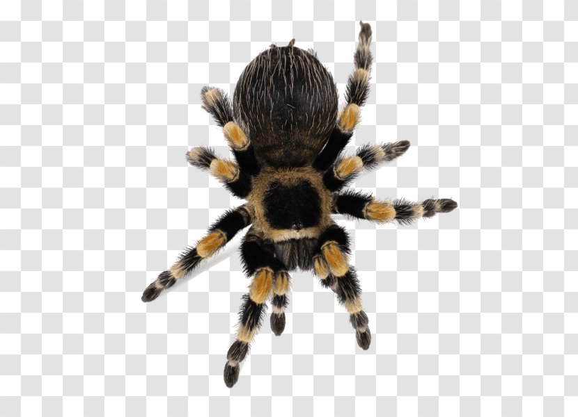 Spider Brachypelma Hamorii Smith's Redknee Tarantula Lycosa - Burrow Transparent PNG