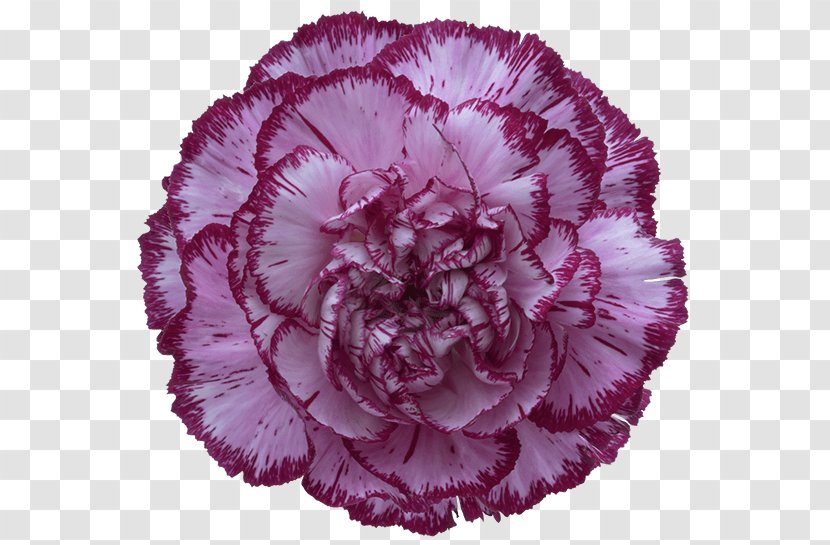 Carnation Purple Cut Flowers Violet Transparent PNG