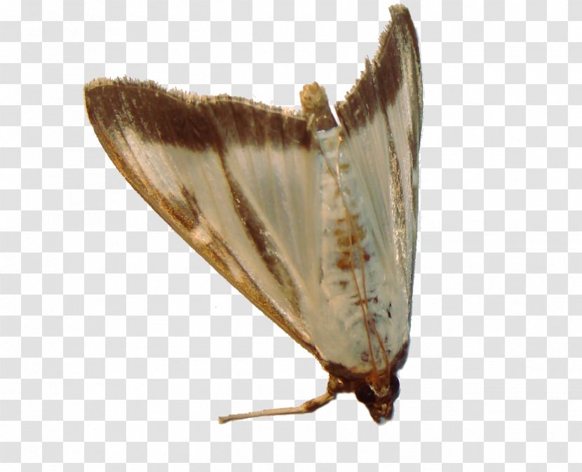 Gossamer-winged Butterflies Moth Fauna - Wing - Moths And Transparent PNG