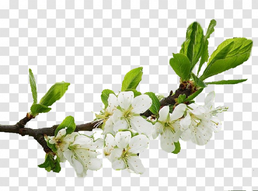 Apples Tree Clip Art - Blossom - Plant Transparent PNG