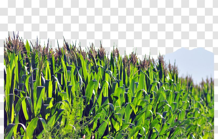 Crop Corn Flakes Popcorn Maize Transparent PNG