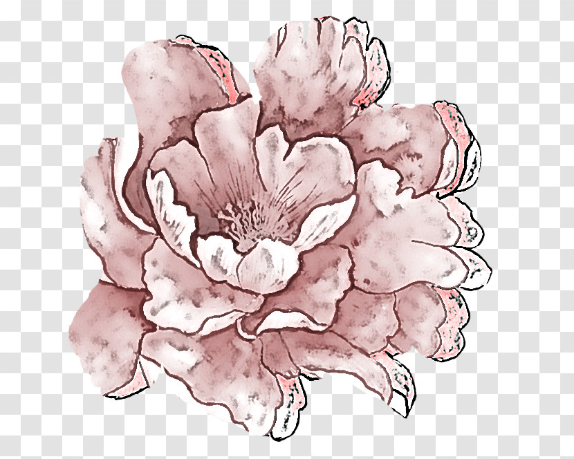 Flower Petal Pink Plant Drawing Transparent PNG