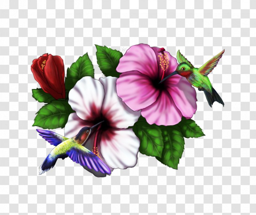 Hibiscus Hummingbird Drawing Pinterest - Flower Transparent PNG