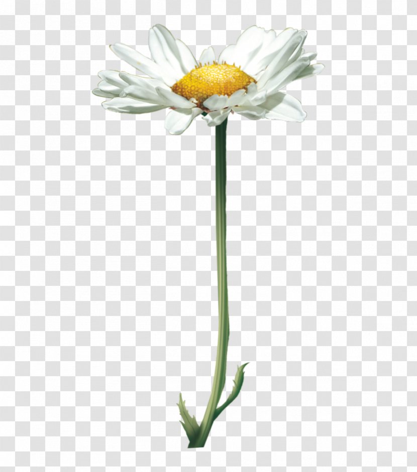 Common Daisy Flower Oxeye Yellow Petal - Color Transparent PNG