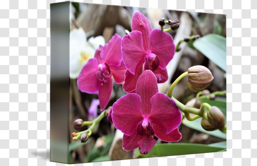 Moth Orchids Cattleya Dendrobium Pink M Violet Transparent PNG