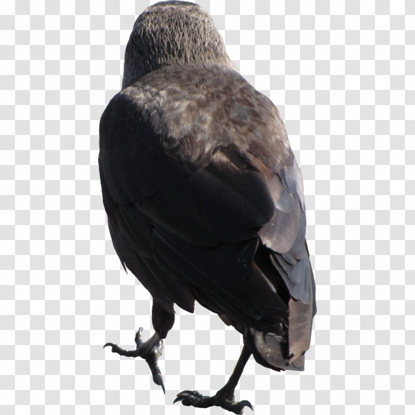 American Crow New Caledonian Rook Bird Common Raven - Of Prey Transparent PNG