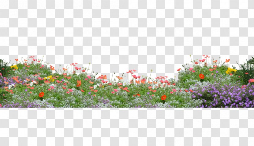 Flower Floral Design Poppy Wallpaper - Petal - Flowers And Plants Transparent PNG