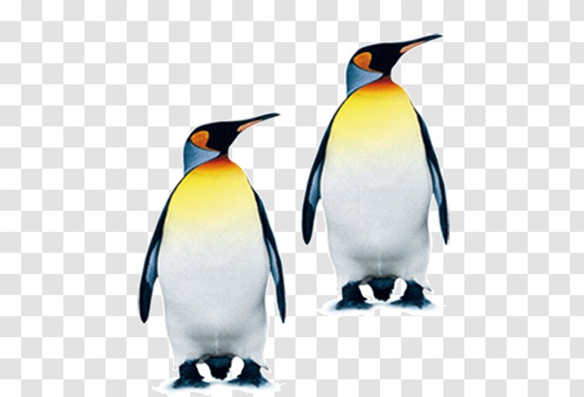 South Pole King Penguin - Bird Transparent PNG