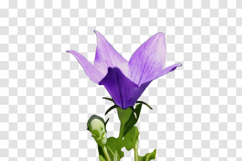 Flower Flowering Plant Petal Purple - Bellflower Family - Balloon Crocus Transparent PNG