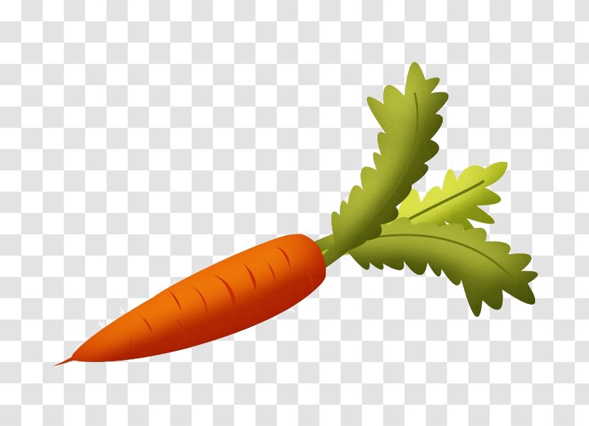Root Vegetables Carrot Fruit Clip Art - Organism - Cartoon Transparent PNG