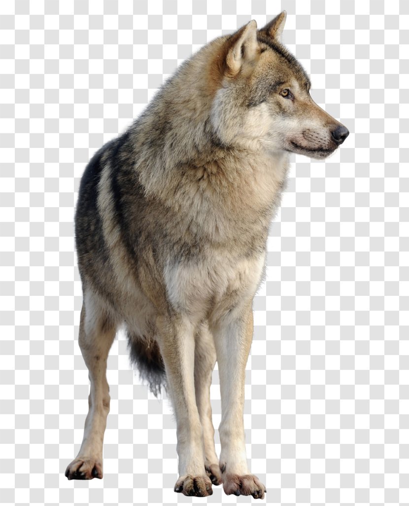 Saarloos Wolfdog Czechoslovakian Kunming Tamaskan Dog Coyote - Wildlife - Wolf Art Transparent PNG