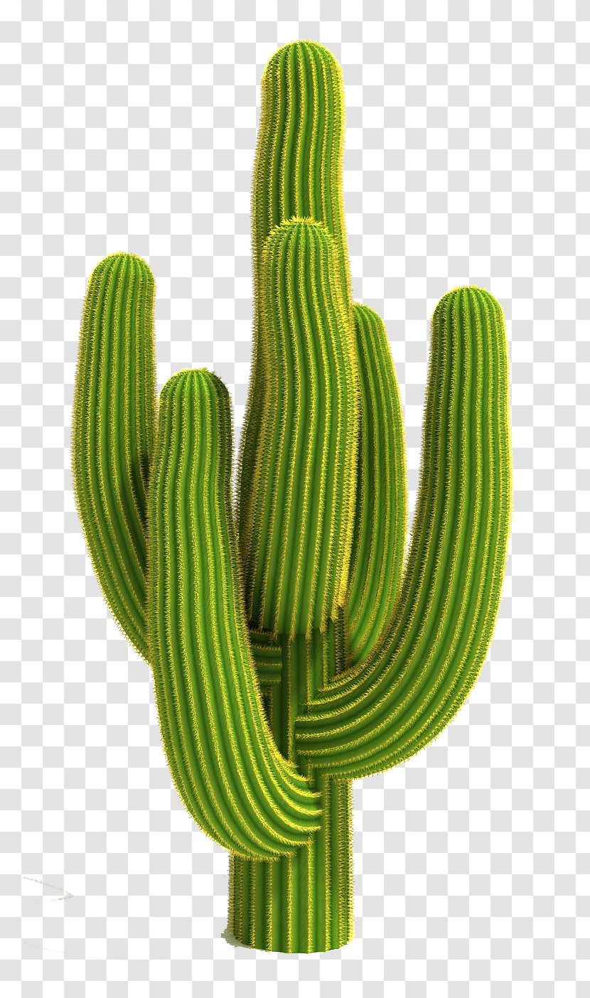 Cactus Clip Art Image Vector Graphics - San Pedro Transparent PNG