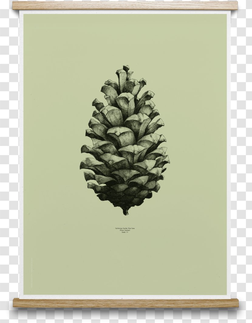 Paper Collective Posterdesign Conifer Cone Printing - Pine Family Transparent PNG