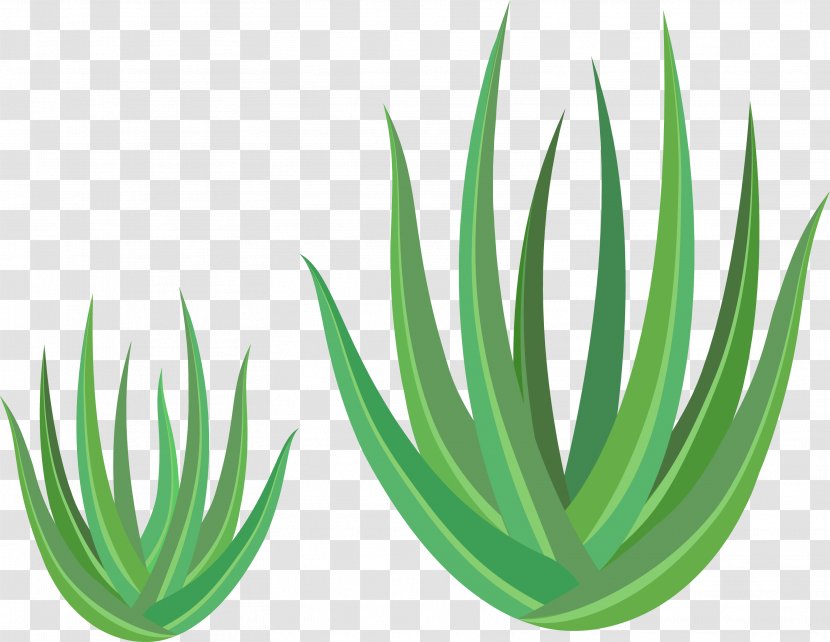 Aloe Vera Euclidean Vector Green Transparent PNG