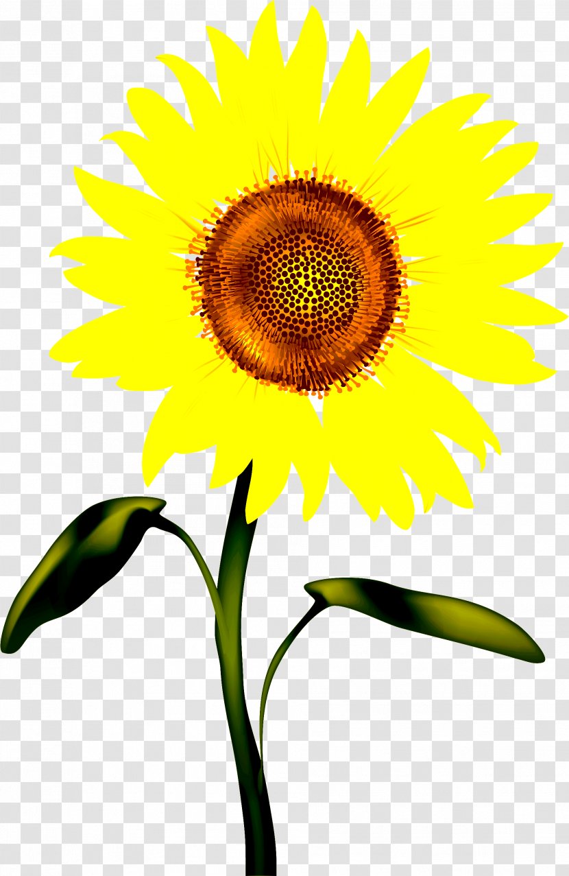 Sunflower - Yellow - Petal Seed Transparent PNG