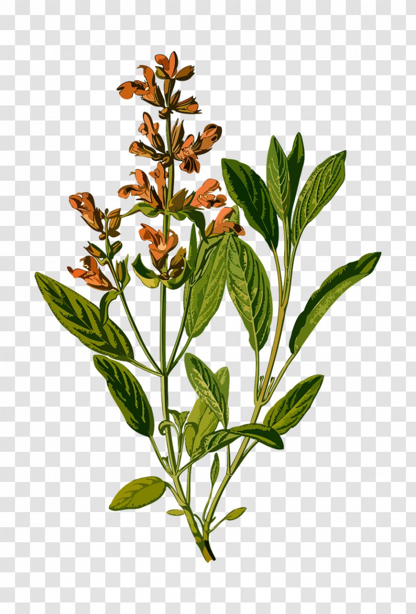 Common Sage Herbal Tea Köhler's Medicinal Plants - Flowering Plant Transparent PNG
