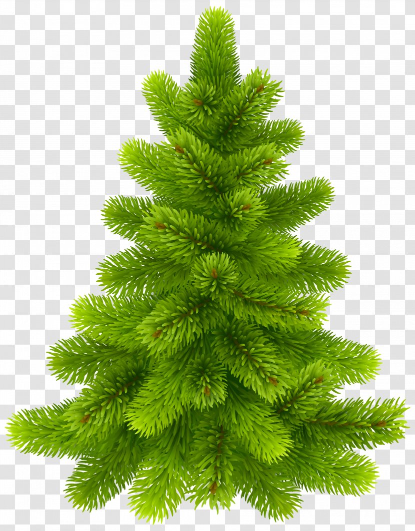 Christmas Tree Pine - Family - Fir-tree Transparent PNG