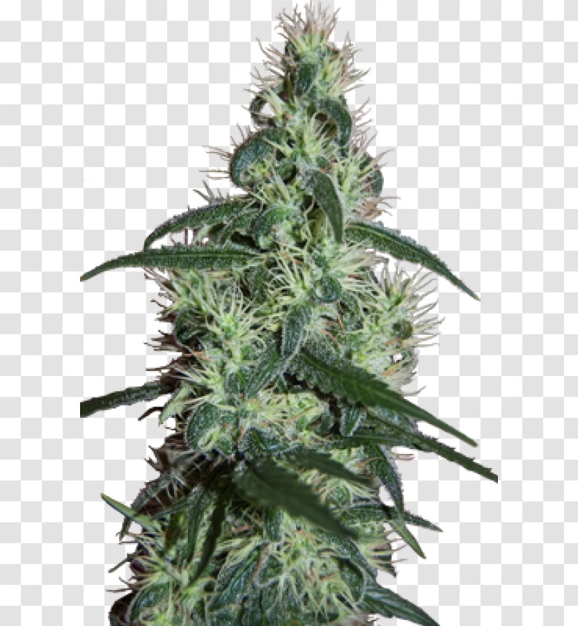 Cannabis Cup Skunk Sativa White Widow - Grow Shop - Female Hemp Buds Transparent PNG