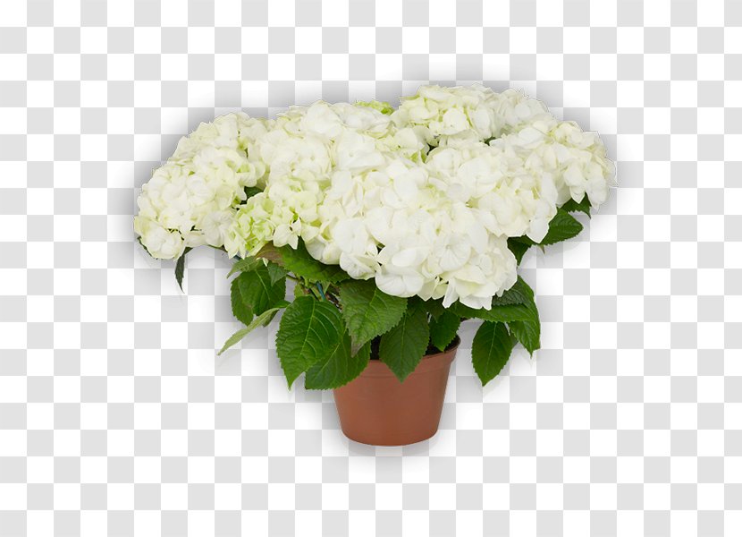 Hydrangea Cut Flowers Floral Design Plant - White Transparent PNG