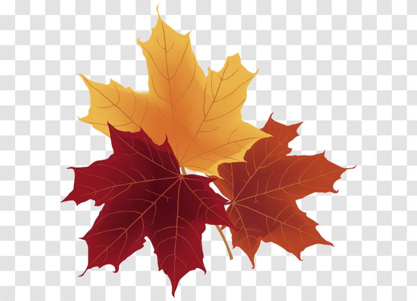 Autumn Leaf Color Berry - Symbol Transparent PNG