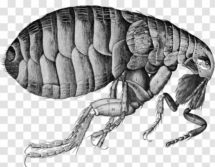 Arizona Flea Black Death Bubonic Plague - Drawing Transparent PNG