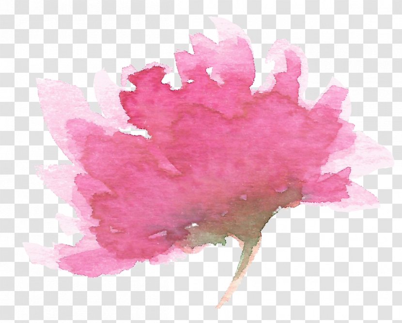 Watercolor Painting Chrysanthemum Transparent PNG