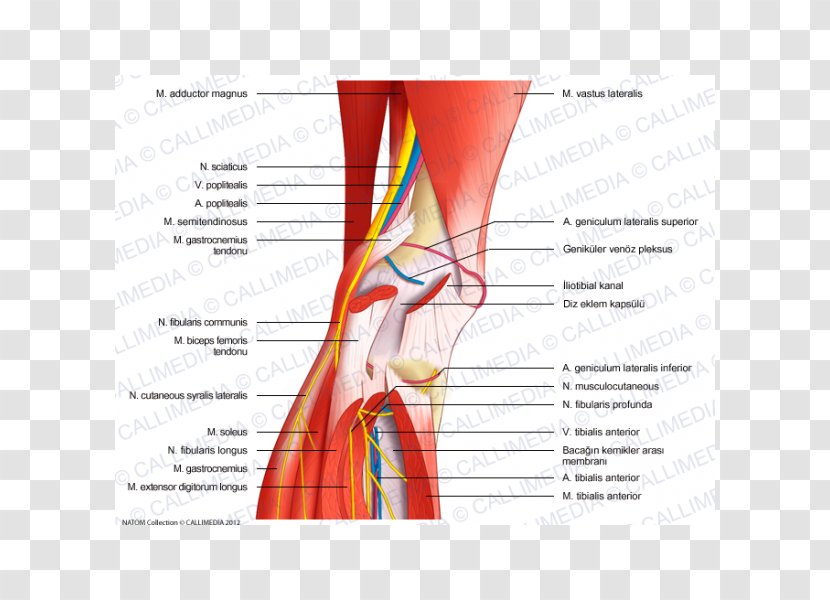 Nerve Knee Human Anatomy Body - Watercolor - Nerves Transparent PNG