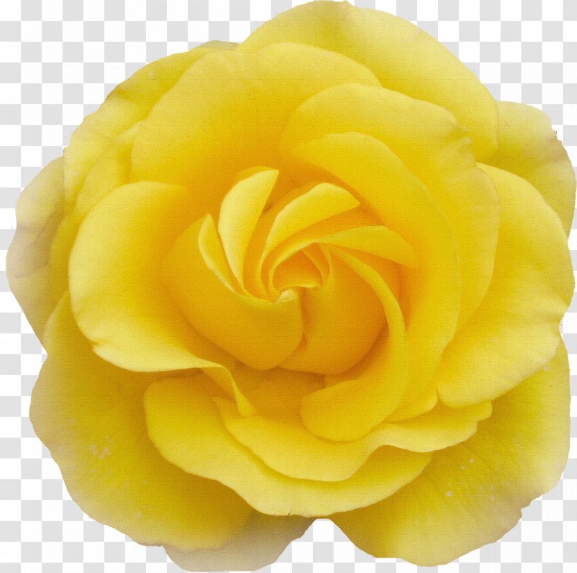 Cut Flowers Garden Roses Centifolia - Birthday - White Rose Transparent PNG