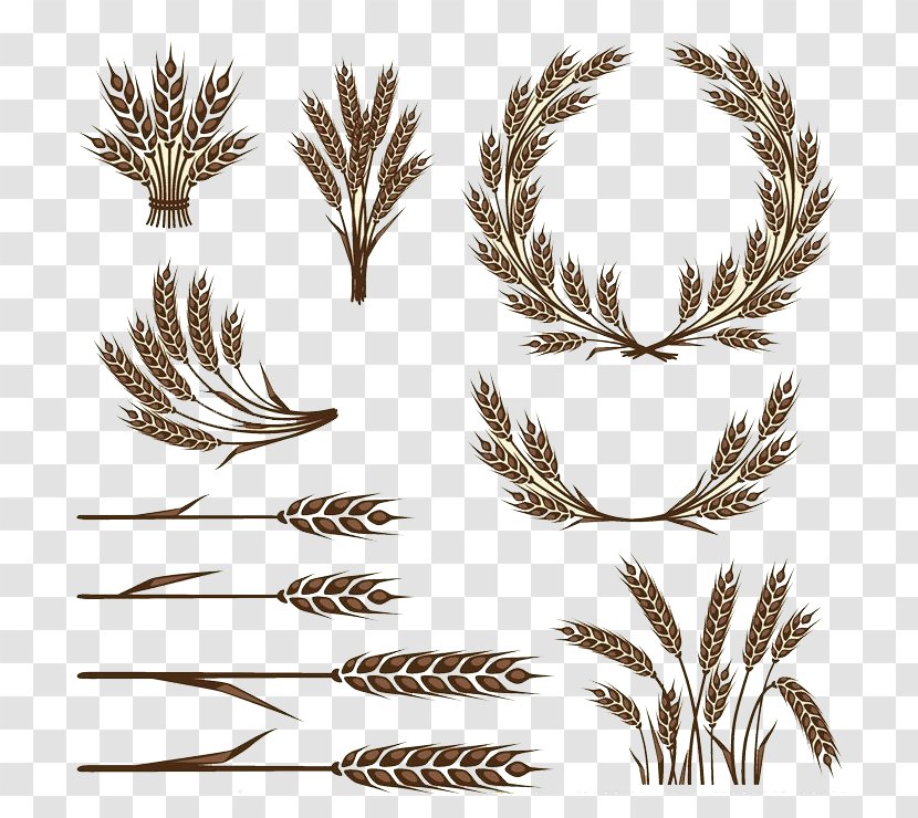 Wheat Icon - Rice Transparent PNG