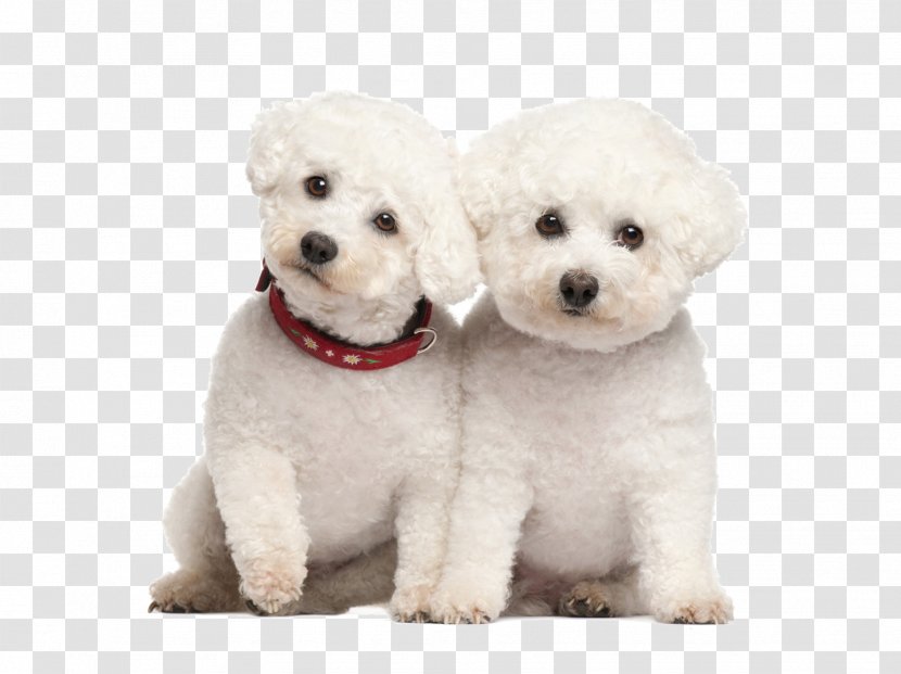 Miniature Poodle Bichon Frise Bolognese Dog Border Collie - Toy - Twins Transparent PNG