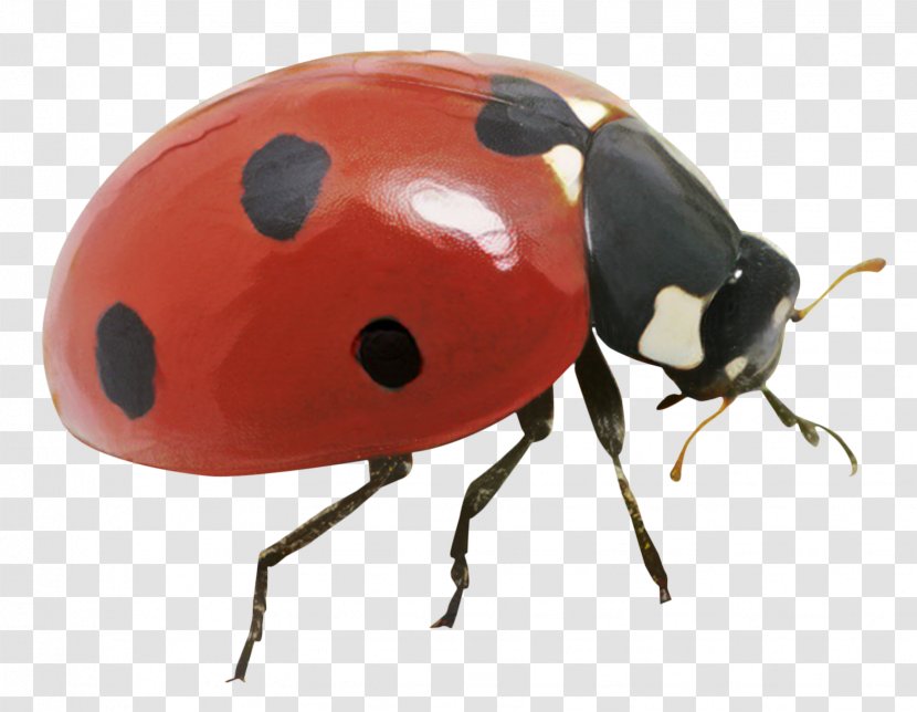 Ladybugs Ladybird Beetle Mosquito Insects - Invertebrate - Learning Insects. Practice Test Sound Transparent PNG