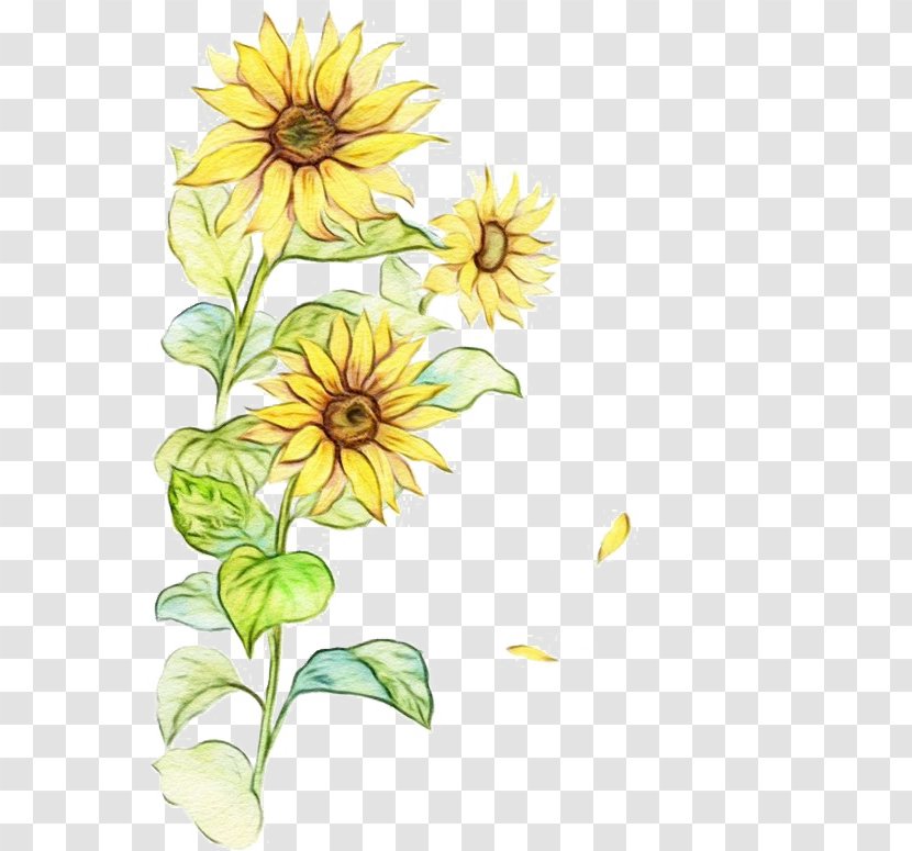 Watercolor Flower Background - Sunflower - Plant Stem Herbaceous Transparent PNG