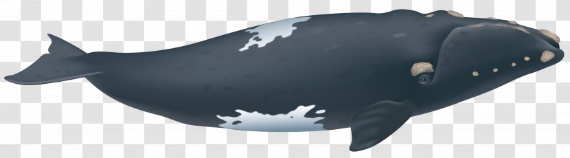 Southern Right Whale Porpoise North Atlantic Pacific - Clipart Transparent PNG
