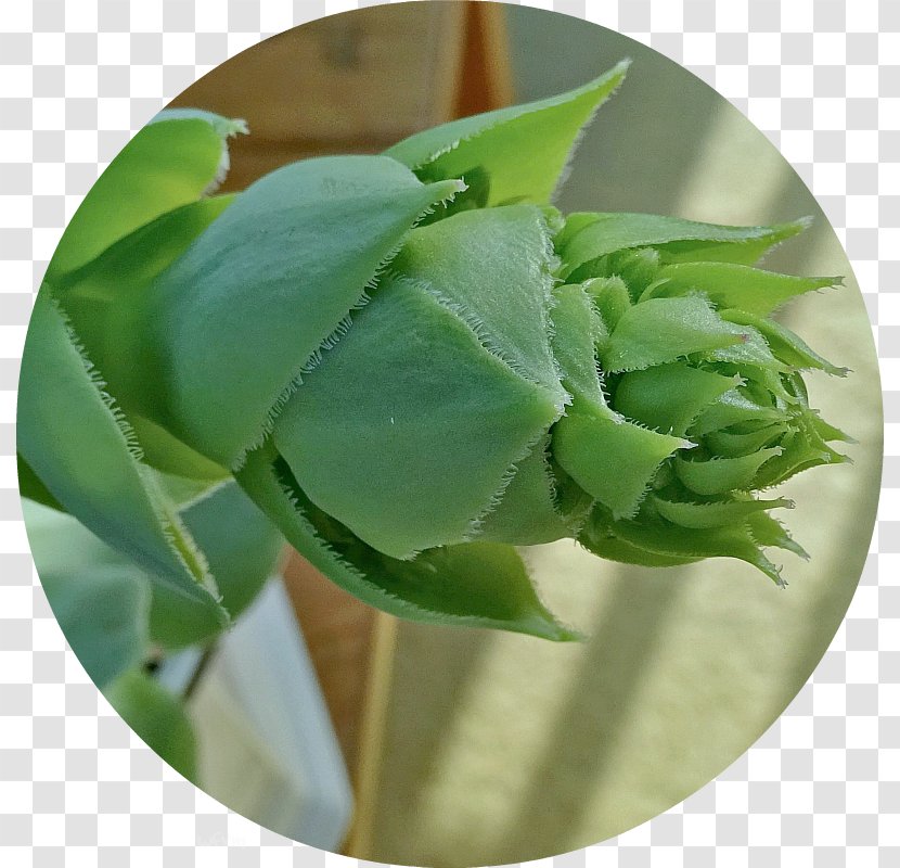 Leaf Plant Stem Flower - Echeveria Transparent PNG