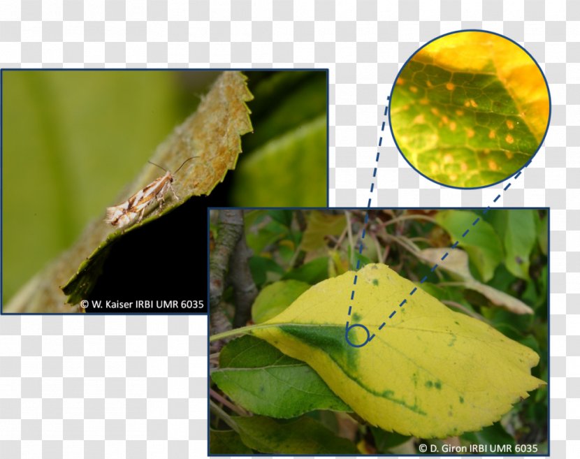 Plant Pathology Insect Leaf - Fauna Transparent PNG