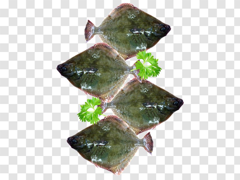 Flounder Flatfish Sole Seafood - Fish Transparent PNG