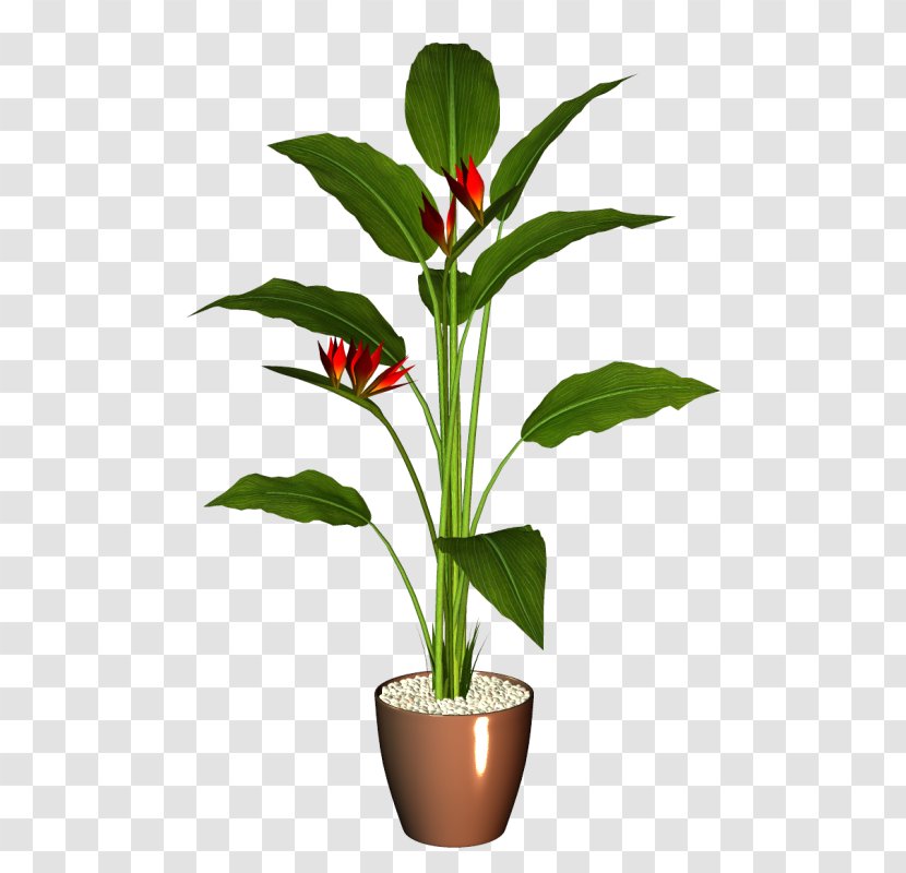 Flowerpot Houseplant - Tree - Flower Transparent PNG