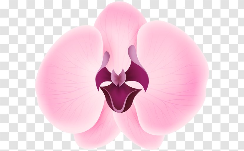 International Checker Hall Of Fame Petal Flower Sepal - Yellow Orchid Transparent PNG