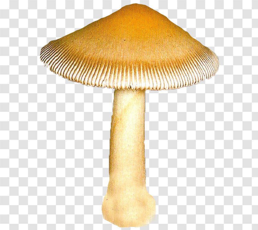 Mushroom 2403 (عدد) 2404 Clip Art - Email Transparent PNG