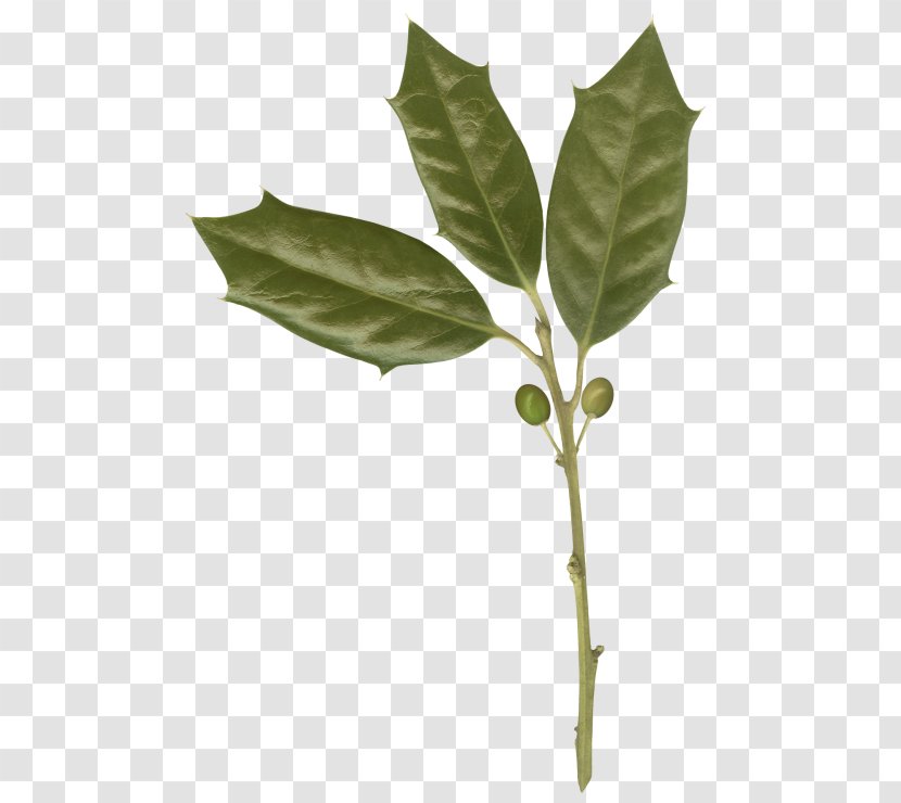 Leaf Twig Green - Branch Transparent PNG