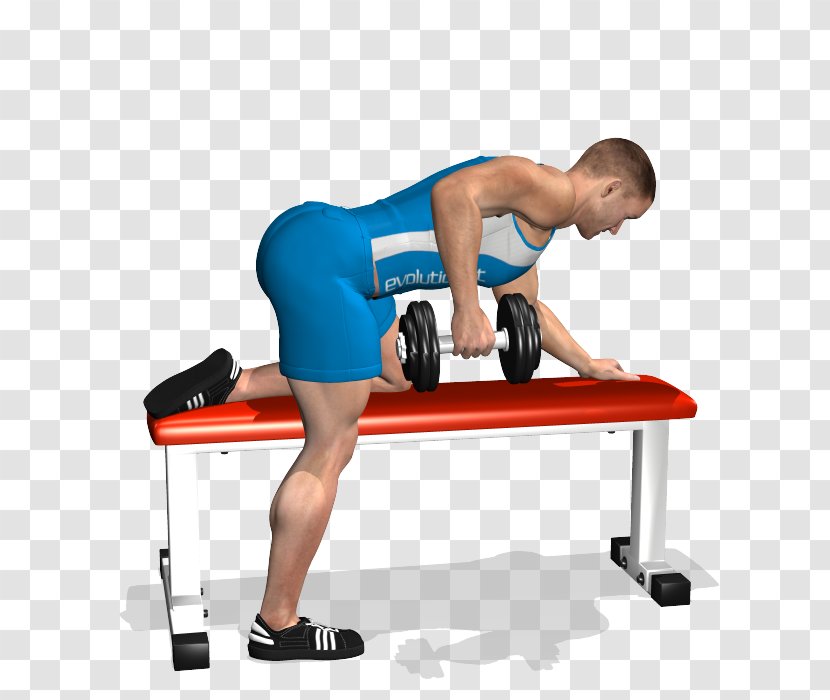 Bent-over Row Bench Dumbbell Latissimus Dorsi Muscle - Flower - Lying On The Table In A Daze Transparent PNG