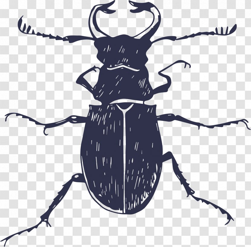 Insect Poster Euclidean Vector - Invertebrate - Painted Beetles Transparent PNG