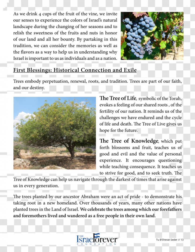 Wine Tree Ecosystem Brochure Transparent PNG